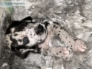 16 Great Dane Puppies for Sale