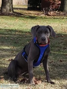 Blue male or female cane  Corso 9 months