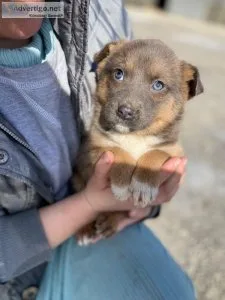 Sweet German Labs ready for their new homes