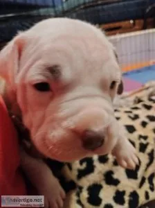 Pitbull puppies for sale