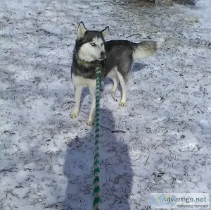 Twila- siberian husky