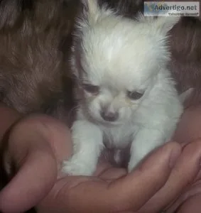 Long Coat Female Chihuahua AKC