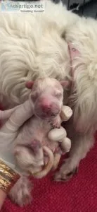 Maltipoos