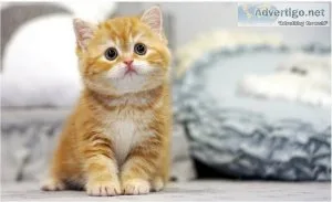 Standard British Shorthair kittens