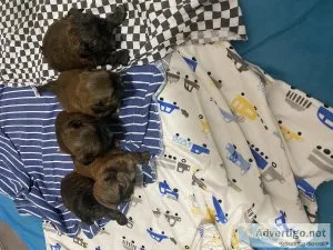 Shih tzu puppies