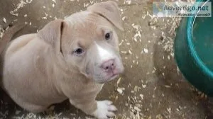 Female Bully