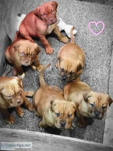 34 French Mastiff Puppies