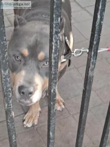 Nice Dog