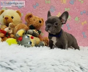 Lucky Frenchies available right now