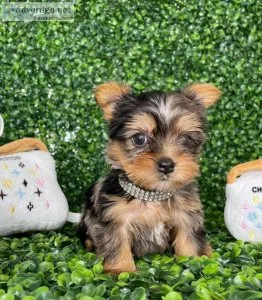 Yorkie puppies for sale