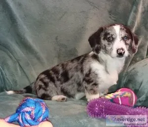 Dorgi Male Puppy