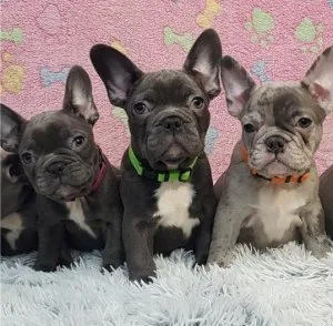 Frenchies available right now