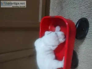 AKC Boxer Puppies