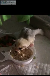 Mosaic male sugar glider baby