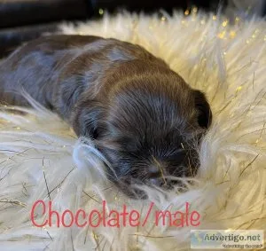 Full Blooded Liver Shih TzuPups