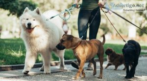 Chicago Dog Walker Services  Sparky Steps