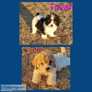 Cavachon