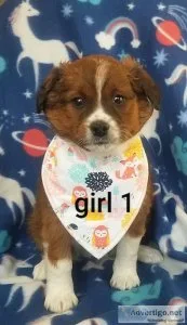Jack Russell mix puppies