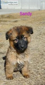 Purebred German Shepherd puppies