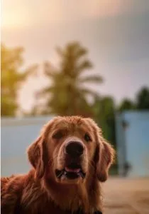 Dog Trainer Bible