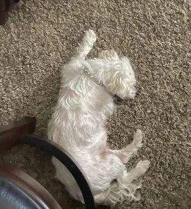 Maltese