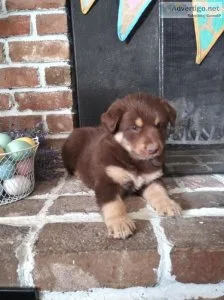 Aussiedoodles