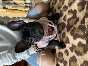 Frenchie for sale