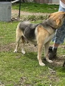Purebred German Shepherd Puppies