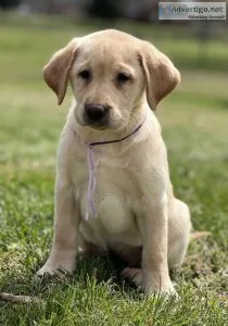 AKC Labrador Retriever