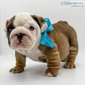 Amazing English Bulldogs Available
