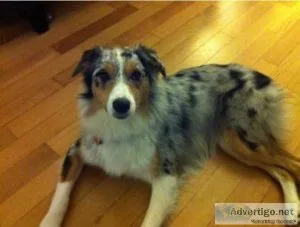 Aussie Puppies
