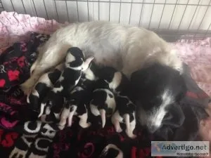AKC Wire-haired Miniature Dachshunds