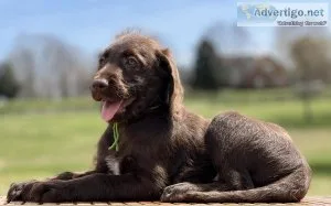 F1 Labradoodles