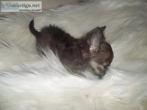 Tcup Chihuahuas Long Coat Males Full AKC