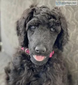 Poodle Standard