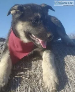 Gerberian Shepsky