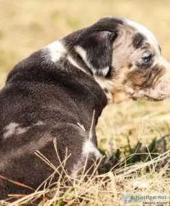 Catahoula Leopard Dog