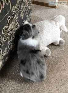Australian Shepherd