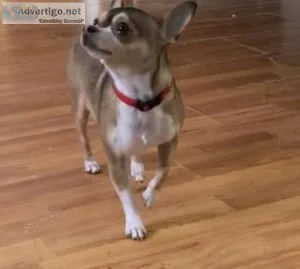 Chihuahua