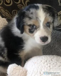 Australian Shepherd