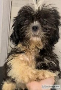 Pure shih tzu