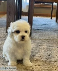 Yorkiepoo - Yorkie Poo