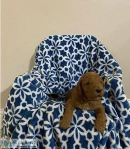 Theo F1B Goldendoodle