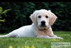 I wanna sell my dog  she is 6 month old