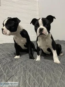 Boston terrier