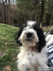 F1B Wirehaired Pointing Griffon