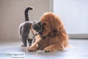 Pet Grooming in Gurugram