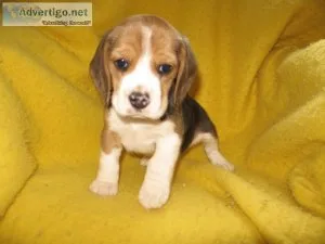 beagle pups
