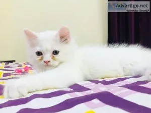 Best persian cat