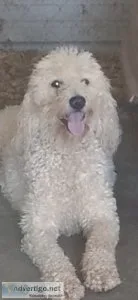 Golden doodle